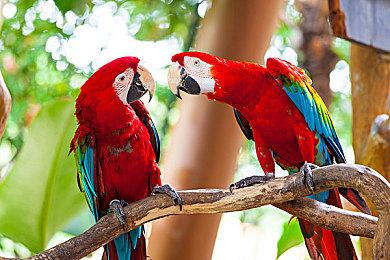 可达鸭将于11月14日上线《宝可梦：大集结》国际服